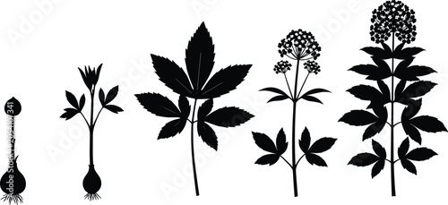 Canvastavla Black and white of five different leaf types on stems leaves plant 1 des