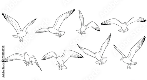 Tableau sur toile Seagull Line Art Collection Multiple Poses On White Background avian