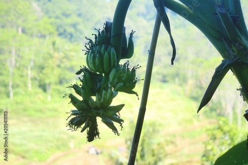Fotografie Manfaat pisang ijo (terutama yang merujuk pada buah pisang hijau mentah) sangat baik untuk pencernaan, mengontrol gula darah, dan membantu diet