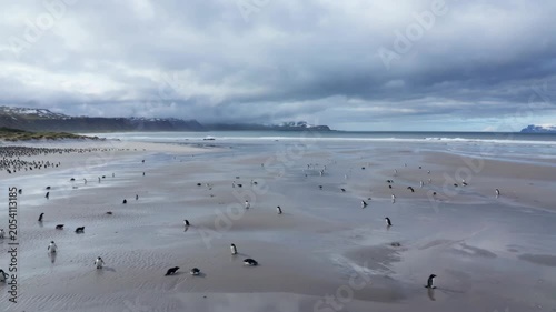 Group of penguins walking on a sandy beach under a cloudy sky in antarctica