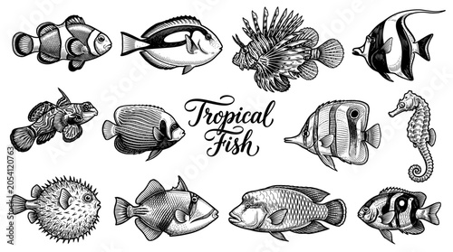 Hand Drawn Vintage Engraving Tropical Fish Collection Vector Illustration
