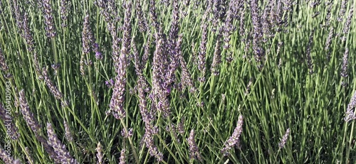 Valensole