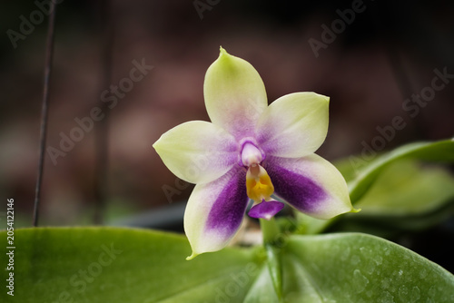 Canvastavla Close-up of rare and beautiful species Blue Phalaenopsis orchids blooming with vibrant purple and greenish-white petals, showcasing exotic tropical flowers on a lush green background