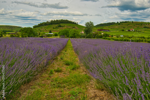 LAvendelfelder in Bischoffingen im Kaiserstuhl