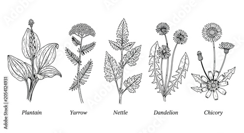 Photos Botanical illustration collection featuring hand drawn sketches of plantain yarrow nettle dandelion and chicory herbs in vintage engraving style set