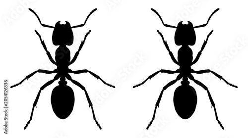 Fotografía Ant Silhouettes On White Background Insect Vector Illustration