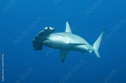 Requin marteau en pleine eau