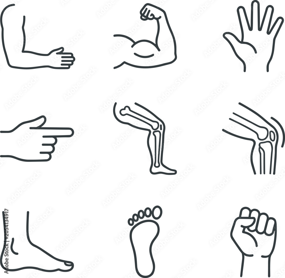 Fototapeta premium Human Body Anatomy and Musculoskeletal Limbs Line Icon Set featuring Bicep Muscle Joints Bones Hands and Feet Symbols for Fitness and Healthcare vector design