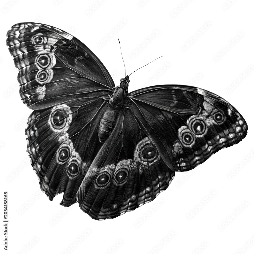 Obraz premium Black butterfly spreading wings, isolated on transparent background, png