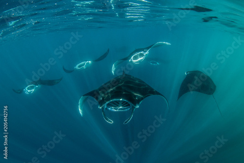 A group of manta rays feeding in a convergence zone, where two opposing ocean currents meet. They take advantage of this abundance.