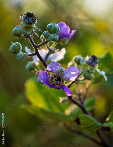 Purple Blackberry Blossom In Warm Backlight