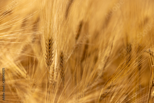 Gros plan sur des épis d’orge mûrs baignés d’une lumière chaude. Les longues barbes dorées créent une texture délicate et mettent en valeur la richesse des cultures céréalières au moment de la récolte