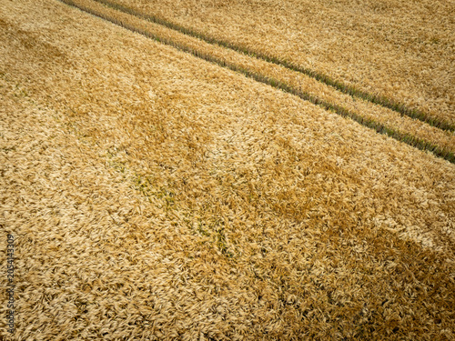 Photographie aérienne montrant un champ de céréales dorées arrivé à maturité. Les lignes diagonales laissées par les engins agricoles structurent l’image 
