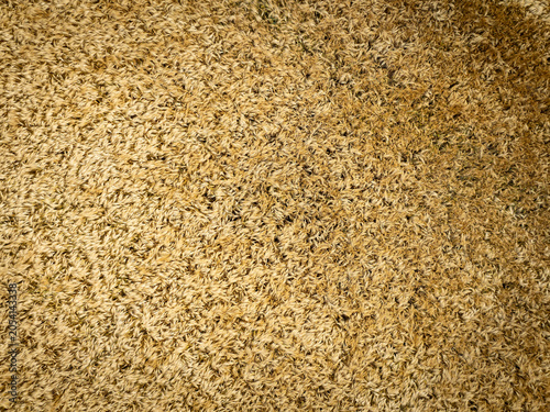 Vue aérienne verticale d’un champ d’orge à maturité formant une texture dense et homogène. Les épis dorés créent un motif naturel abstrait, idéal pour illustrer l’agriculture, les récoltes