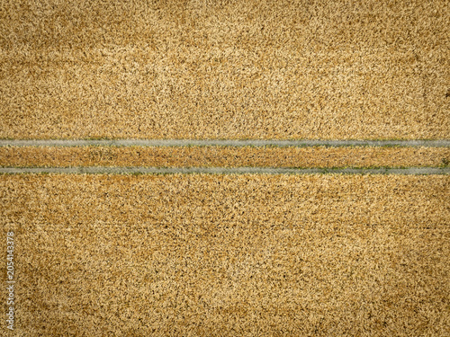 Photographie aérienne montrant un champ de céréales dorées arrivé à maturité. Les lignes diagonales laissées par les engins agricoles structurent l’image 