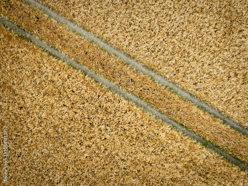 Photographie aérienne montrant un champ de céréales dorées arrivé à maturité. Les lignes diagonales laissées par les engins agricoles structurent l’image 