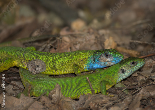Foto Green lizard - Lacerta viridis - European during mating season