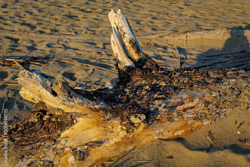 Weathered Driftwood on Beach