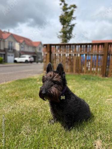 Photography Scottish Terrier sitting outside enjoying sunshine