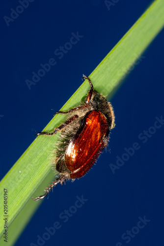 A garden chafer (Phyllopertha horticola), feeding on an Iris leaf