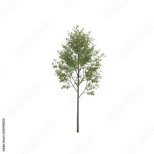 Small green tree with delicate branches and leaves