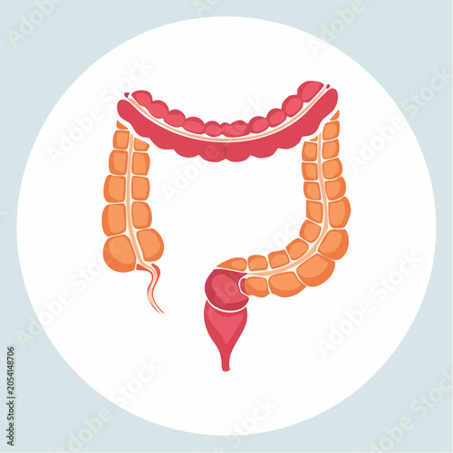 Illustration of the Human Large Intestine