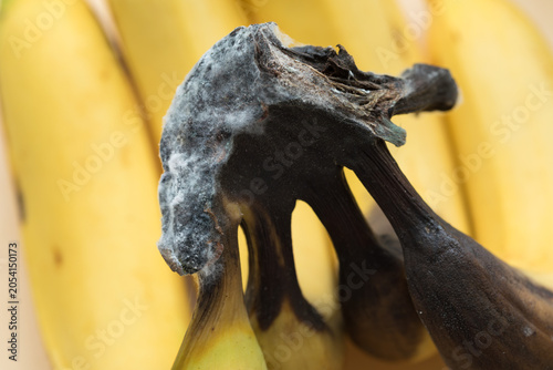 Foto Ripe Bananas with Mold Growth on Stem, Food Spoilage Concept