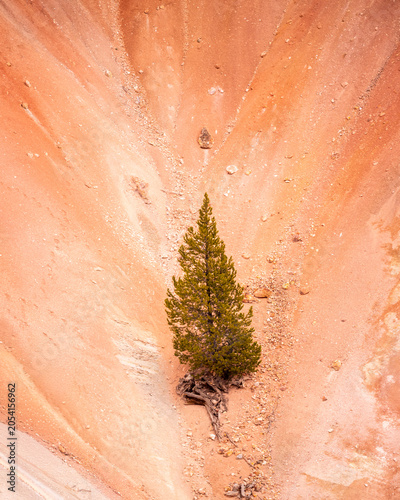 Obraz na plátne Lone pine on an orange mineral slope