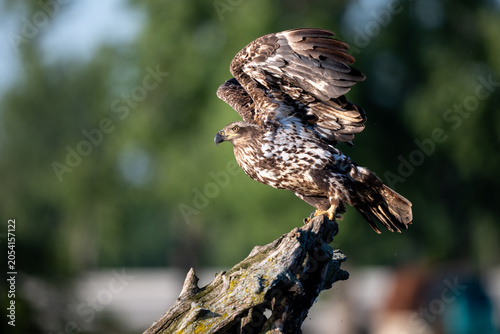 Photography Juvenile bald eagle stretching its wings on a snag