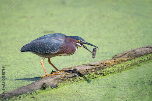 Green heron on a log with a fish