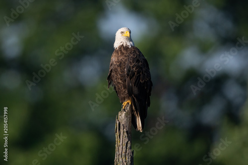 Bald eagle perched on a snag with green bokeh