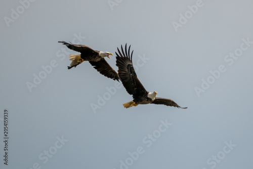 Two adult bald eagles in flight