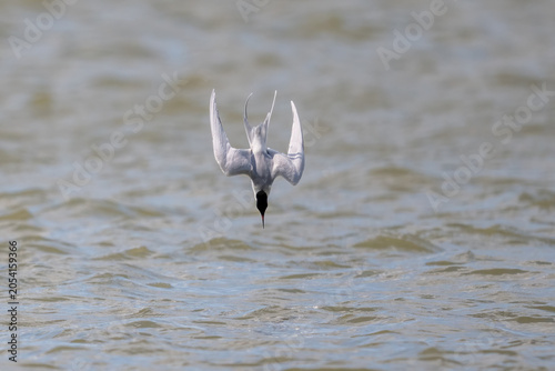 Tern diving headfirst into the water
