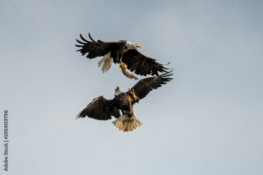 Fototapeta premium adult bald eagles in aerial confrontation