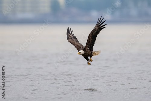 Bald eagle diving toward the water
