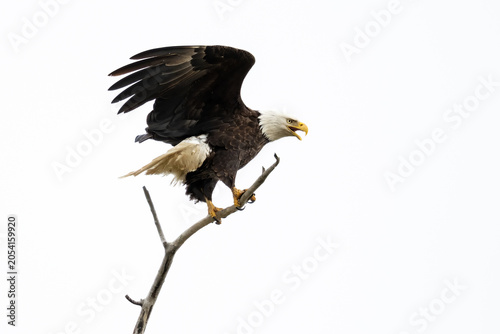 Fotografie Bald eagle landing on a bare snag