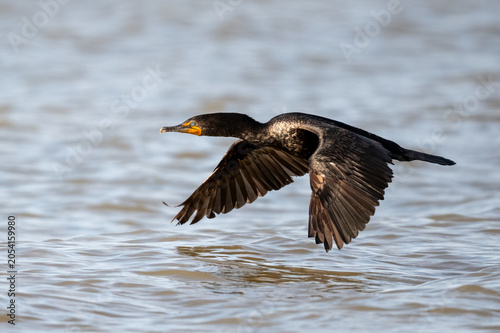 Cormorant flying over the water