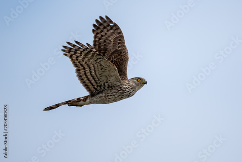 cooper's hawk banking in flight