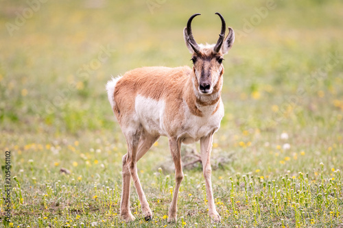 фотографія Pronghorn standing in a green meadow.