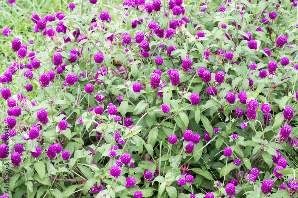 Obraz premium Beautiful Globe Amaranth (gomphrena globosa) flowers. 