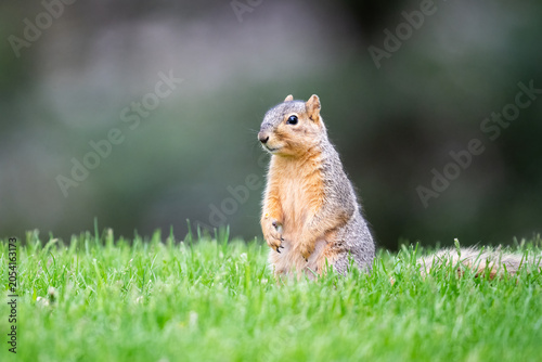 Quadro su tela Ground squirrel standing in fresh grass.