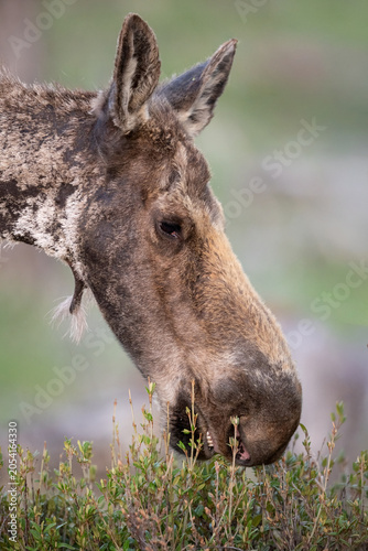 Canvas-taulu Moose portrait in tall grass.
