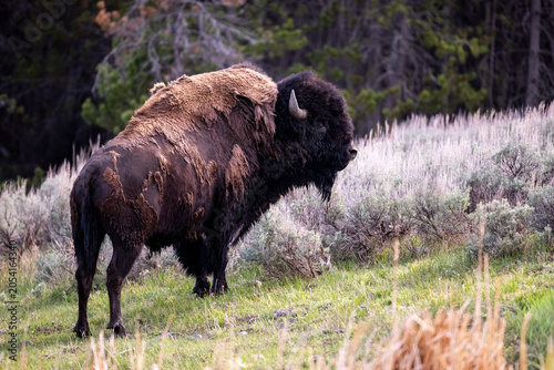Canvas Print Shaggy bison portrait on a hillside.