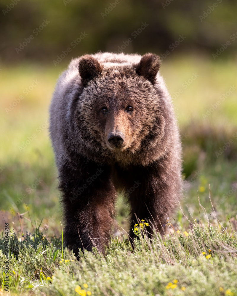 Fototapeta premium Grizzly bear approaching in wildflowers.