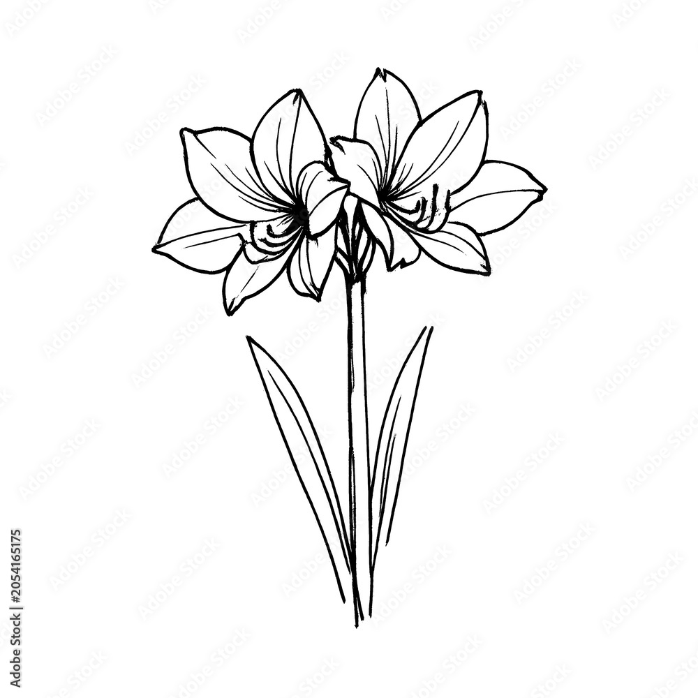 Obraz premium PNG Elegant floral line art illustration.
