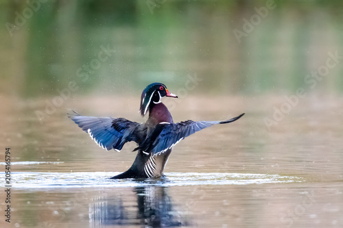 Foto Wood duck drake flapping on the water.