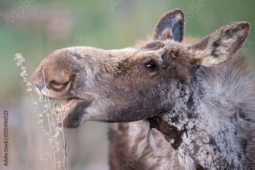 Εκτύπωση καμβά Moose chewing spring browse.