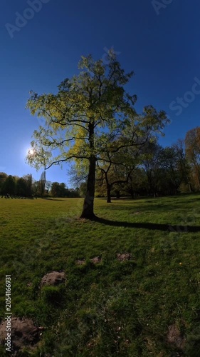 Sunlight shining through a tree in a park