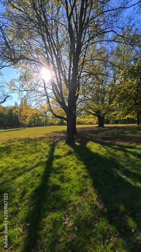 Sunlight shining through a tree in a park