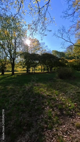 Sunlight shining through the green trees.